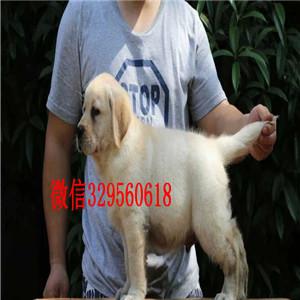 巢湖家养极品拉布拉多出售 可见父母颜色齐全