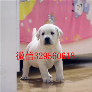 朔州黑色拉布拉多犬拉布拉多犬犬舍低价出售哪