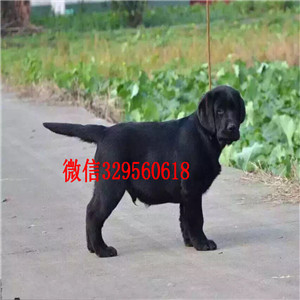 甘孜哪里出售纯种拉布拉多精品拉布拉多幼犬出
