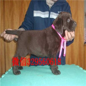百色哪里出售纯种拉布拉多导盲犬拉布拉多咖啡