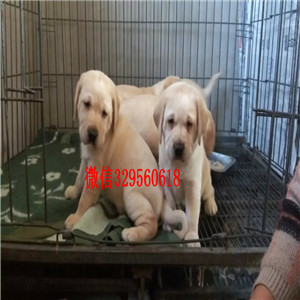 西安哪有卖拉布拉多犬大骨架拉布拉多奶白色拉