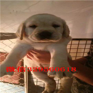 朝阳哪里出售纯种拉布拉多大骨架拉布拉多黄色