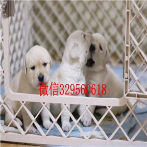 鸡西哪有卖拉布拉多犬导盲犬拉布拉多黑色拉布