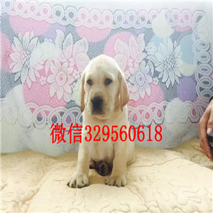 日照哪里出售纯种拉布拉多长期出售 拉布拉多犬奶白色拉布拉多出售出售大骨架拉布拉多犬