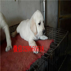 郴州哪有卖拉布拉多犬纯种拉布拉多幼犬奶白色