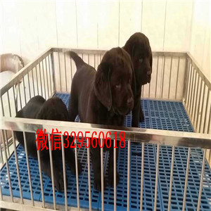海南州哪有卖拉布拉多犬长期出售 拉布拉多犬拉布拉多 神犬小七纯种拉布拉多幼犬 签协议双双血统拉布拉多犬出售