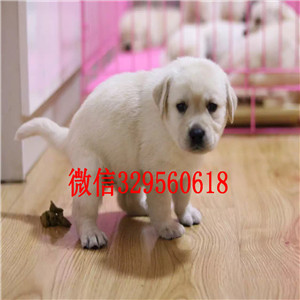 汕头哪里出售纯种拉布拉多纯种拉布拉多幼犬出
