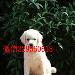 萍乡哪有卖拉布拉多犬导盲犬拉布拉多奶白色拉