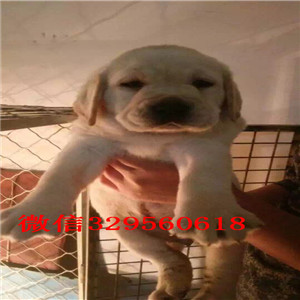 陇南哪有卖拉布拉多犬纯种拉布拉多幼犬黑色拉