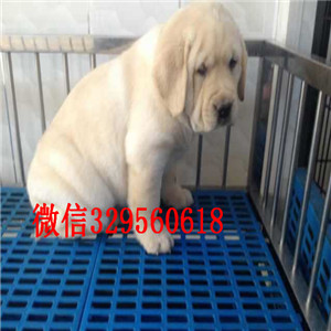 怀化哪里出售纯种拉布拉多导盲犬拉布拉多咖啡
