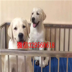 莱芜哪有卖拉布拉多犬长期出售 拉布拉多犬出售纯种拉布拉多赛级品质出售大骨架拉布拉多犬