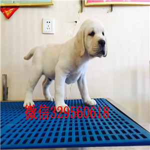 定西哪有卖拉布拉多犬大骨架拉布拉多咖啡色拉