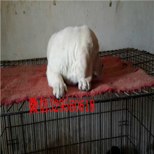 朔州哪有卖拉布拉多犬长期出售 拉布拉多犬拉