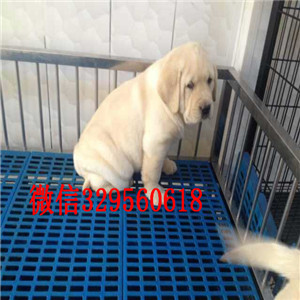安康哪有卖拉布拉多犬狗场直纯种拉布拉多犬拉