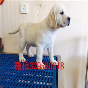 宝鸡哪有卖拉布拉多犬长期出售 拉布拉多犬黄