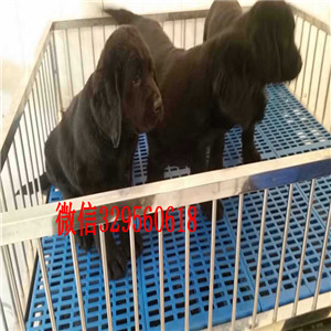 大连哪里出售纯种拉布拉多精品拉布拉多幼犬出售黄色拉布拉多幼犬出售大骨架拉布拉多犬