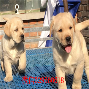 盘锦哪里卖拉布拉多纯种拉布拉多价格可爱大气上档次拉布拉多黑色拉布拉多导盲犬