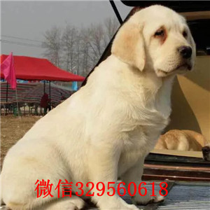 泰安哪里卖拉布拉多出售奶白黑色黄色拉布拉多
