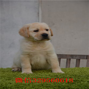 珠海哪里出售纯种拉布拉多幼犬出售精品拉布拉