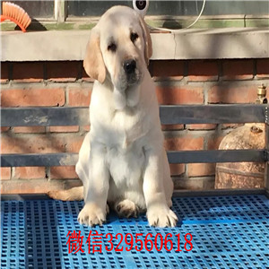 潍坊哪里出售纯种拉布拉多幼犬纯种拉布拉多价格可爱大气上档次拉布拉多大头版导盲犬拉布拉多