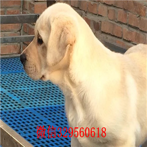 青岛精品拉布拉多犬，赛级血统大骨量精品品质