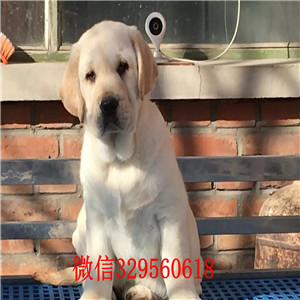 威海哪里出售纯种拉布拉多幼犬出售精品拉布拉