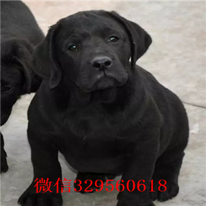 鸡西哪里卖拉布拉多纯种拉布拉多价格可爱大气上档次拉布拉多拉布拉多图片价格
