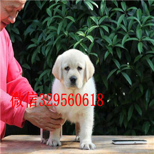 甘孜哪里能买到纯种拉布拉多白色拉布拉多犬出