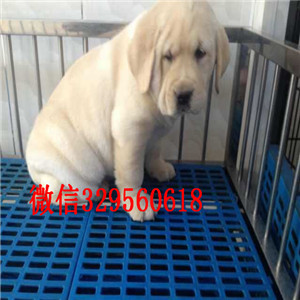 潍坊哪里有卖纯种拉布拉多白色拉布拉多多少钱