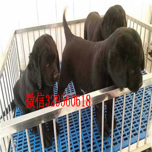 盘锦哪里能买到纯种拉布拉多白色拉布拉多犬出