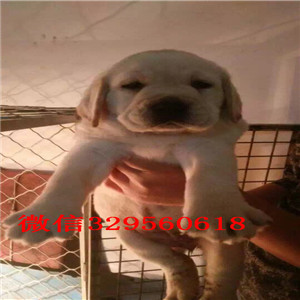 滨州哪里有卖纯种拉布拉多黄色拉布拉多多少钱