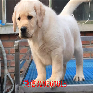 锡林郭勒哪里有卖拉布拉多拉不拉多多少一只拉布拉多犬寻回犬赛级拉布拉多