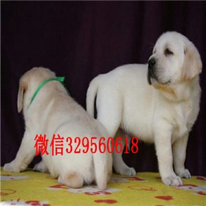 巴音郭楞哪里能买到纯种拉布拉多犬白色拉布拉