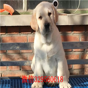枣庄哪里能买到纯种拉布拉多犬精品拉布拉多幼犬黑色拉布拉多多少钱一只出售纯种拉布拉多幼犬