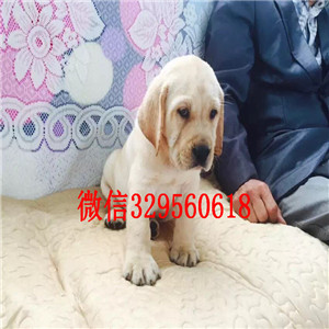 定西哪里能买到纯种拉布拉多犬黑色拉布拉多多