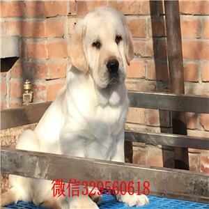 南昌出售拉布拉多幼犬 哪里买拉布拉多多少钱
