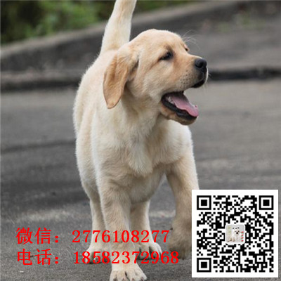哈尔滨哪里有纯种健康的拉布拉多出售 拉布拉多导盲犬哪里的好 双血统拉布拉多多少钱