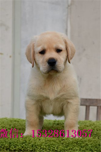 朔州哪里的拉布拉多便宜健康拉布拉多多少钱健