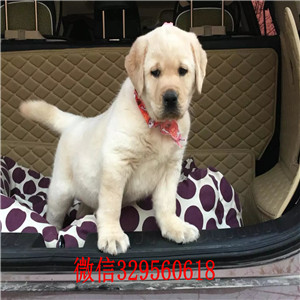 东营出售双血统拉布拉多拉不拉多多少一只黄色