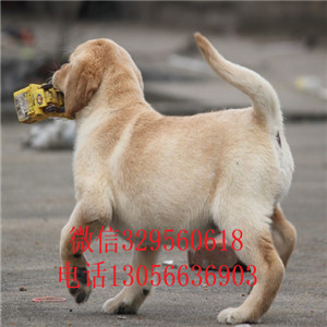 珠海本地犬舍拉布拉多精品拉布拉多赛级品质赛