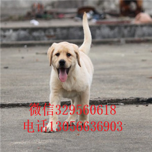 汕头哪里有卖拉布拉多精品拉布拉多赛级品质忠