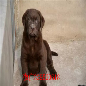 焦作哪里有卖拉布拉多纯种奶油黑色拉拉多少钱