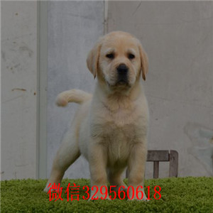 潍坊哪里有卖拉布拉多咖啡色拉布拉多犬多少钱