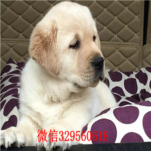 锡林郭勒哪里有卖拉布拉多拉不拉多多少一只拉布拉多犬寻回犬赛级拉布拉多
