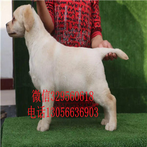 潍坊哪里有卖拉布拉多纯种拉布拉多拉布拉多犬