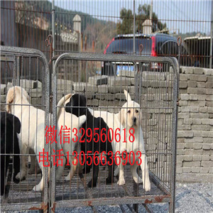 盘锦哪里有卖拉布拉多精品拉布拉多赛级品质忠