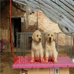   山东枣庄纯种拉不拉多幼犬出售 山东枣庄拉
