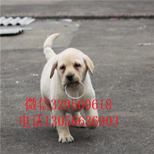  长治哪里有卖拉布拉多犬拉不拉多多少钱一只