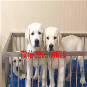  焦作哪里有卖拉布拉多犬黄色拉布拉多犬黑色