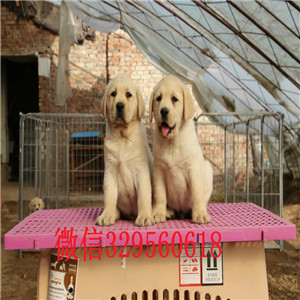 东营哪里能买到纯种拉布拉多拉布拉多幼犬多少